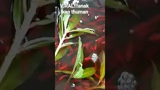 VIRAL!!!anak ikan thuman kalimantan
