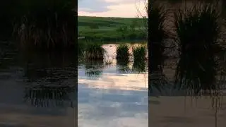Смелый бобёр 😂😂😂
