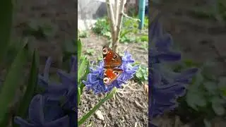 дожили до весны... #весна #бабочка #гиацинты #красота #цветы