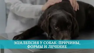 Эпилепсия у собак: причины, формы и лечение