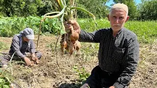 Soğan hasadı bahçede öğlen yemeği patates haşlama yumurta dilimi