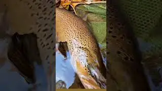 ERRRKEK #trout #alabalık #troutfishing #alabalıkavı #fishing