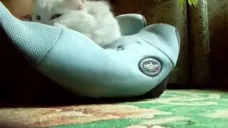 Факты и мифы о кошках; глажу кошку; советы новичкам.