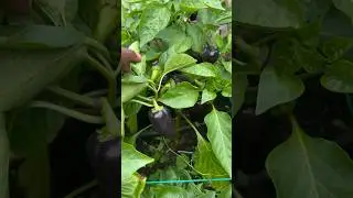 Creative garden, growing different variety of peppers small garden #shorts #pepper