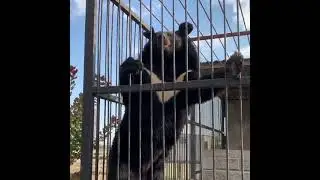 Медведица акробатка лазит по клетке
