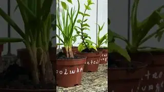 VÍDEO COMPLETO NO MEU CANAL.               #hortaemcasa #horta #plantas