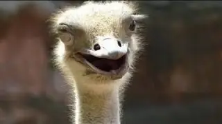 Devekuşu Gerçekten De Kafasını Kuma Gömer Mi?