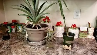 How to grow PINEAPPLES and GINGER- From store bought