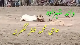 Bull Race Pakistan Haji M Zafar Gagrana Jalsa 2 minti Dand Neela and Dand Shahzada Phairy 54.75