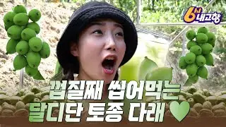 껍질 채 씹어먹는 달디단 토종 다래💚 [6시내고향｜240904]