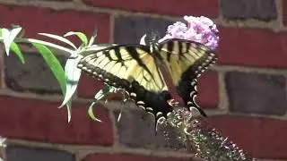 July 10, 2024 Swallowtail Butterfly on the butterfly bush in the sitting area.