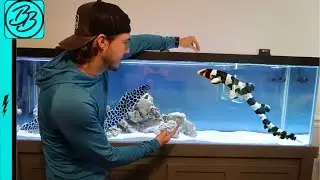 Meet the MOST INCREDIBLE Fish I've EVER Owned!