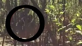 LARGE BIGFOOT/SASQUATCH FOUND 2017 (EVIDENCE/PROOF)