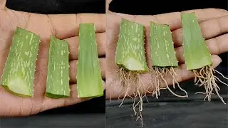Growing aloe vera tree from leaf cuttings | aloe vera leaf planting