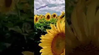 Asim bəy Kazımsoy: " Qayıt gəl ".