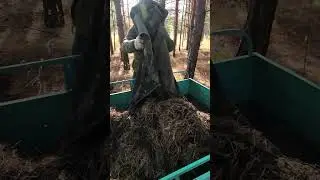 Настоящий помощник! Мотороллер Муравей и осенний лес