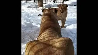 львица с львёнком