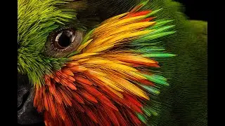 Hablemos de loros