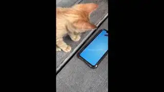 Funny Kitten catching faked fishes on Phone