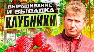 Growing and planting strawberry seedlings (garden wild strawberry) by Mikhail Pavlivsky.