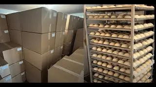 Pizza congelada dá dinheiro? Como criar um negócio lucrativo 🍕💰