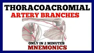 Thoracoacromial Artery Branches Mnemonics | Anatomy