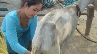 बकरी का दूध कैसे निकालते हैं और दूध के क्या-क्या फायदे होते हैं 