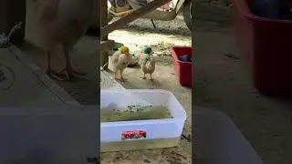 Ayam dan kucing