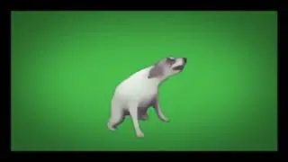 Футаж собака 🐕‍🦺 танцует