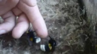 Укус   Шмеля   !