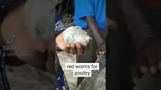 worms for chicken