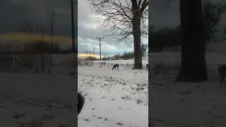 Такое чудо мы встретили по пути 🦌🦌🦌🦌Очевидно Дед Мороз уже в отпуске 🎅🏻🏖️