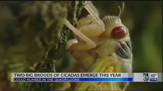 2 big broods of cicadas emerge this year