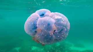 Коралловый риф. Coral reef.