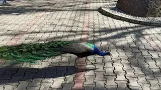 Tavuskuşu besledik . ördekle kavga eden tavuskuşu