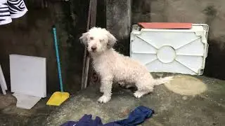 BANHO OK partiu praia levar pra passear 💜