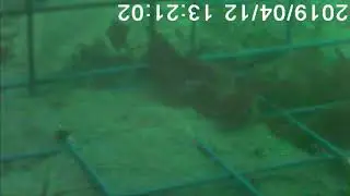 Flounders In Crab Pot