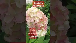 Бонфаер=Бл.Мария #гортензииметельчатые п9-1000