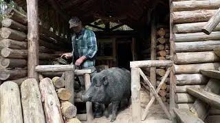 Life in the Deep Forest | Friendship with a Wild Boar.