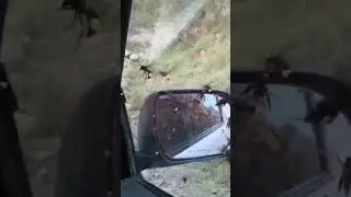 Bees attack.
