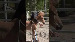 Putting halter on my foal 1 year later♥️🔥#shorts #equestrian #babyhorse #foal