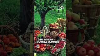 Выращивание Черешни Персика на Севере