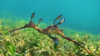 Facts: The Weedy Seadragon