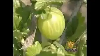 Полезные свойства крыжовника