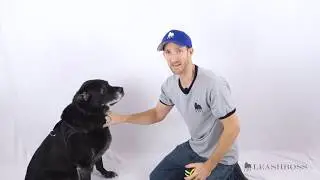 Dog Car Seatbelt 