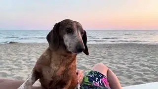 Bassotto affettuoso al mare