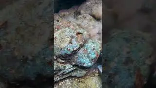River Lobster 🦞 Reveals Chunky Gold! 🤣⛏️💰