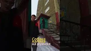 Зайка напала на мужика #shorts #чихуахуа