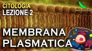 La MEMBRANA PLASMATICA  -Citologia lezione 2