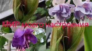 11.08.24 Зацвели Фуксии.Гиппеаструм-сюрпириз скоро зацветёт.